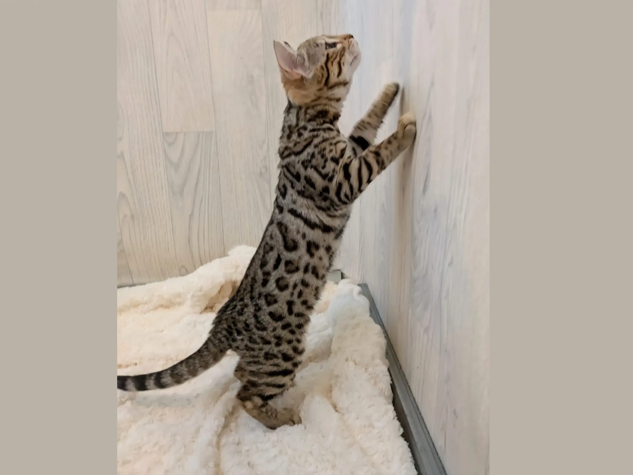 chaton bengal